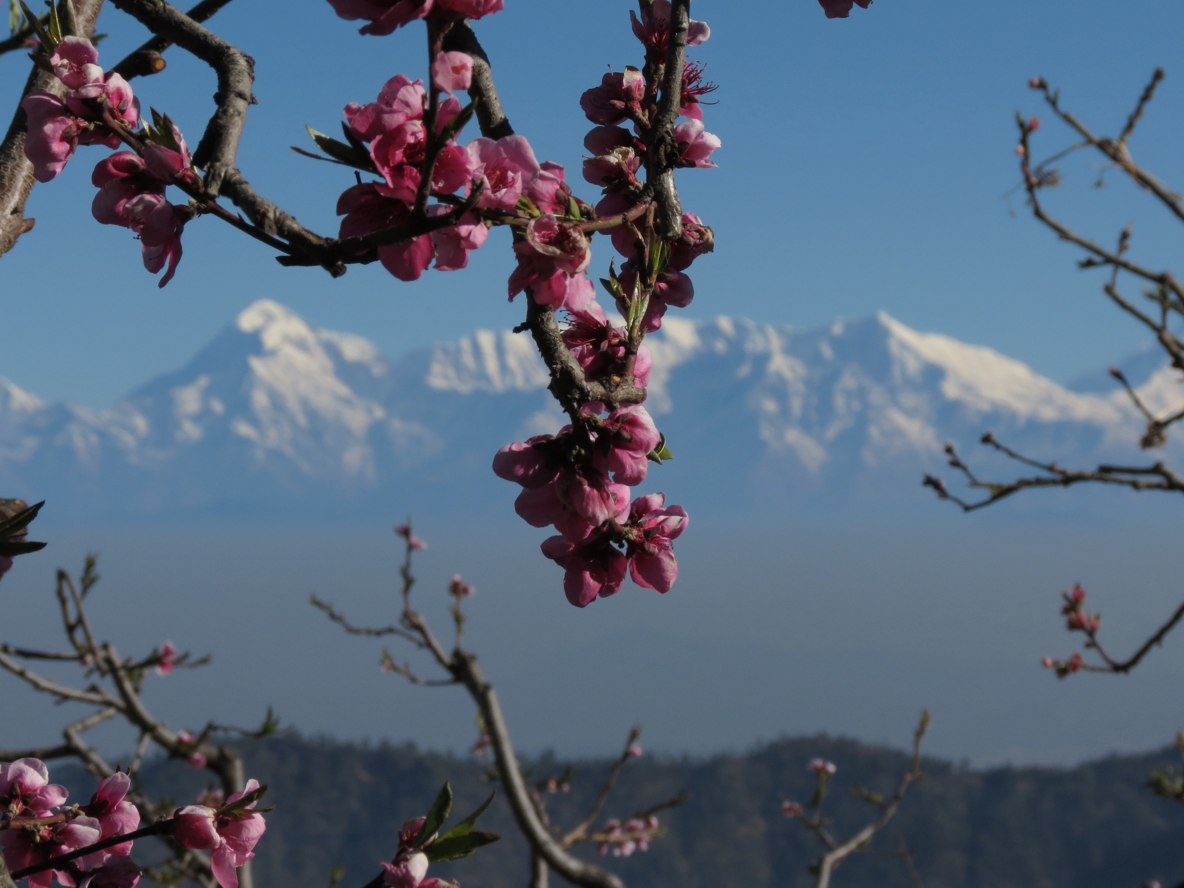 plum-flowers-4